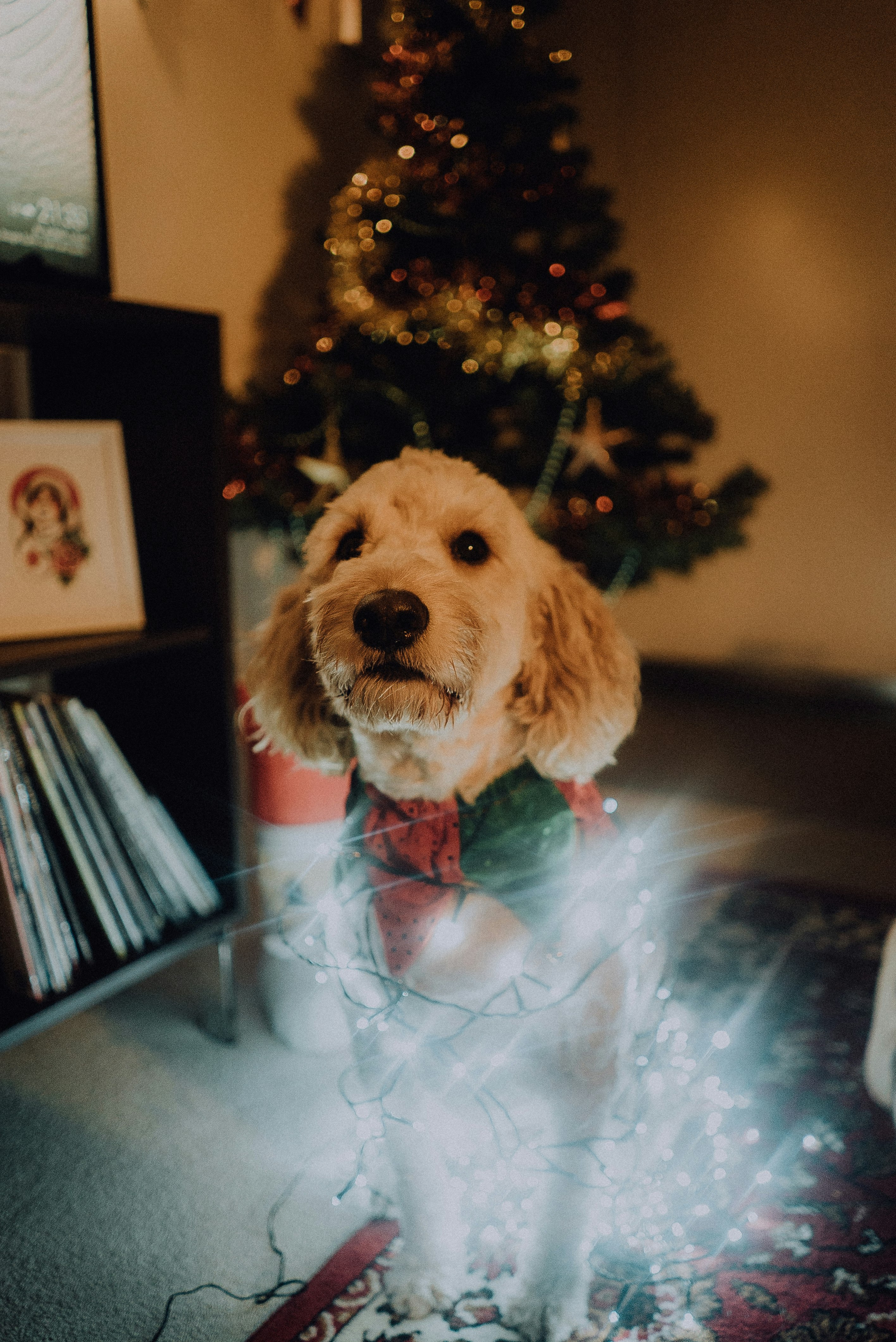 medium-coated beige dog wrapped with light string